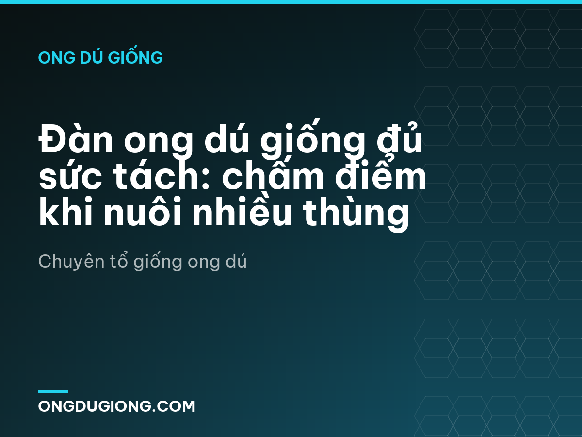 Đàn ong dú giống đủ sức tách: chấm điểm khi nuôi nhiều thùng