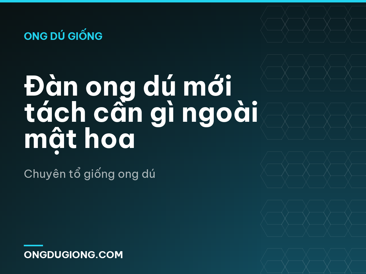 Đàn ong dú mới tách cần gì ngoài mật hoa