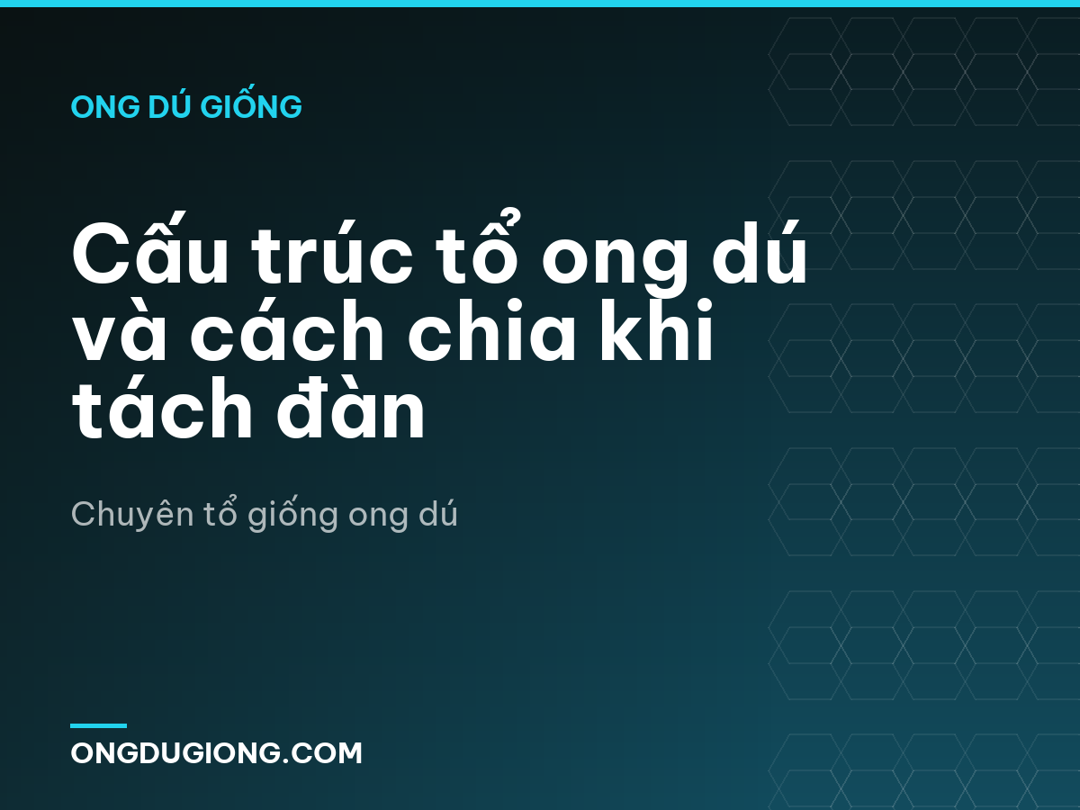 Cấu trúc tổ ong dú và cách chia khi tách đàn