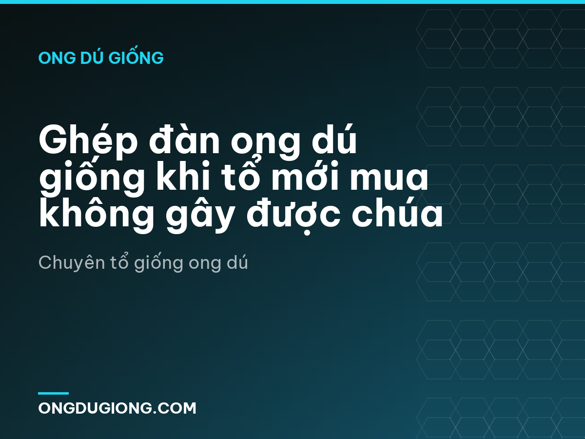 Ghép đàn ong dú giống khi tổ mới mua không gây được chúa