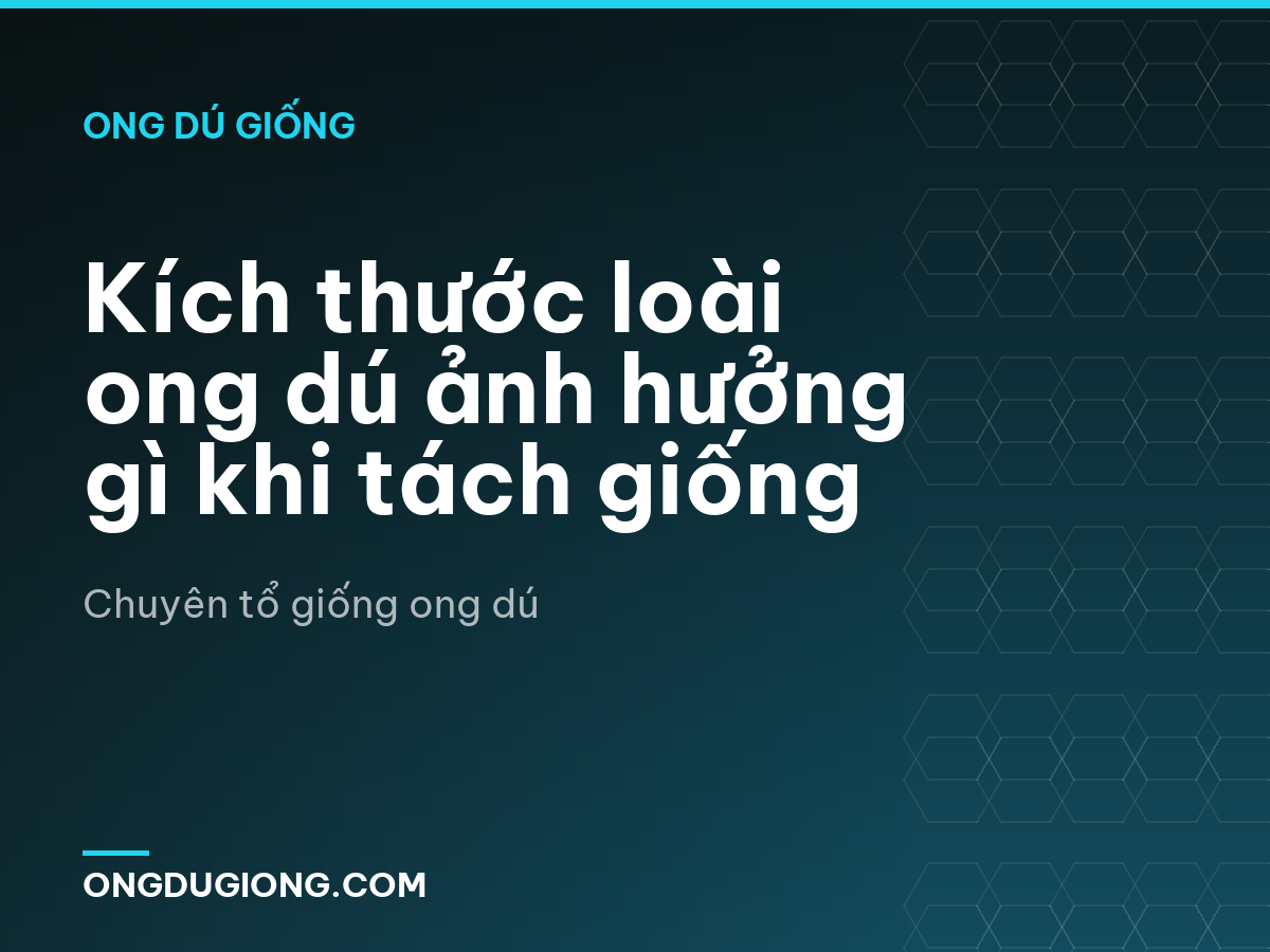 Kích thước loài ong dú ảnh hưởng gì khi tách giống