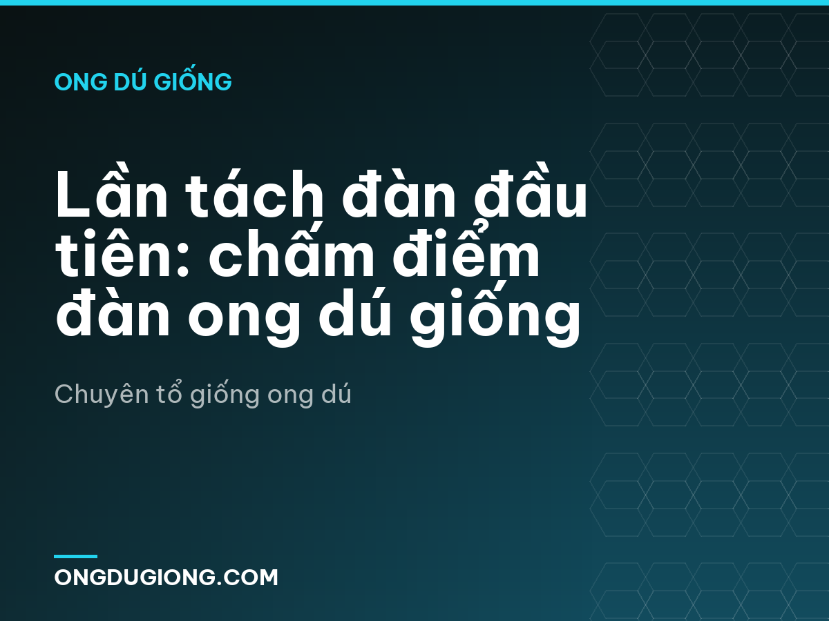 Lần tách đàn đầu tiên: chấm điểm đàn ong dú giống