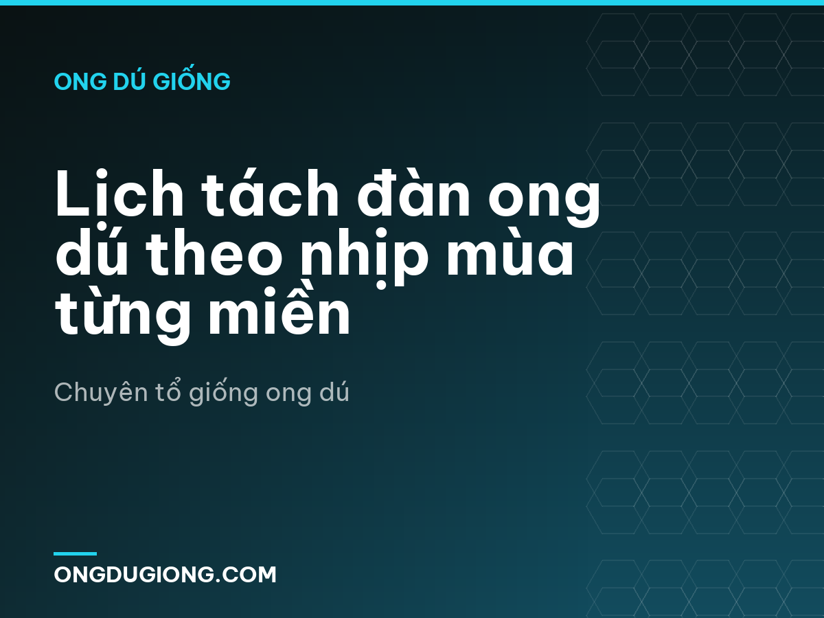 Lịch tách đàn ong dú theo nhịp mùa từng miền