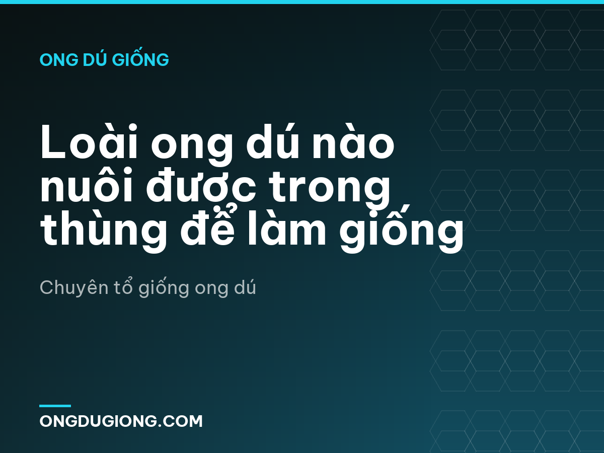 Loài ong dú nào nuôi được trong thùng để làm giống