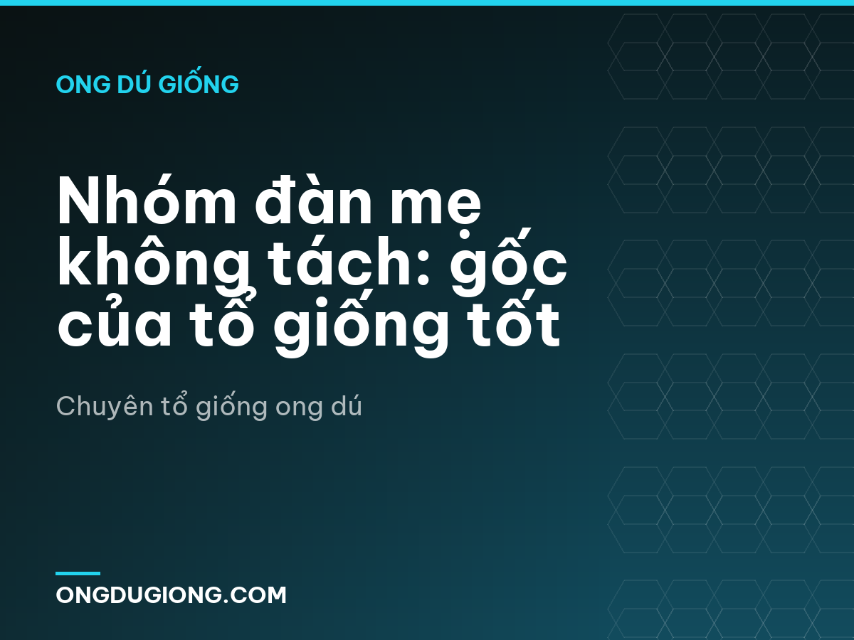 Nhóm đàn mẹ không tách: gốc của tổ giống tốt