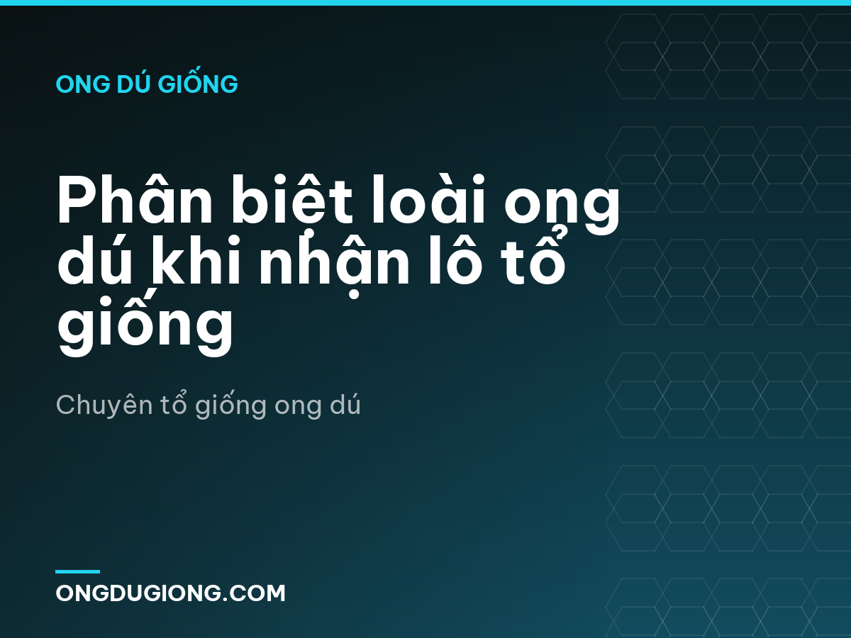 Phân biệt loài ong dú khi nhận lô tổ giống