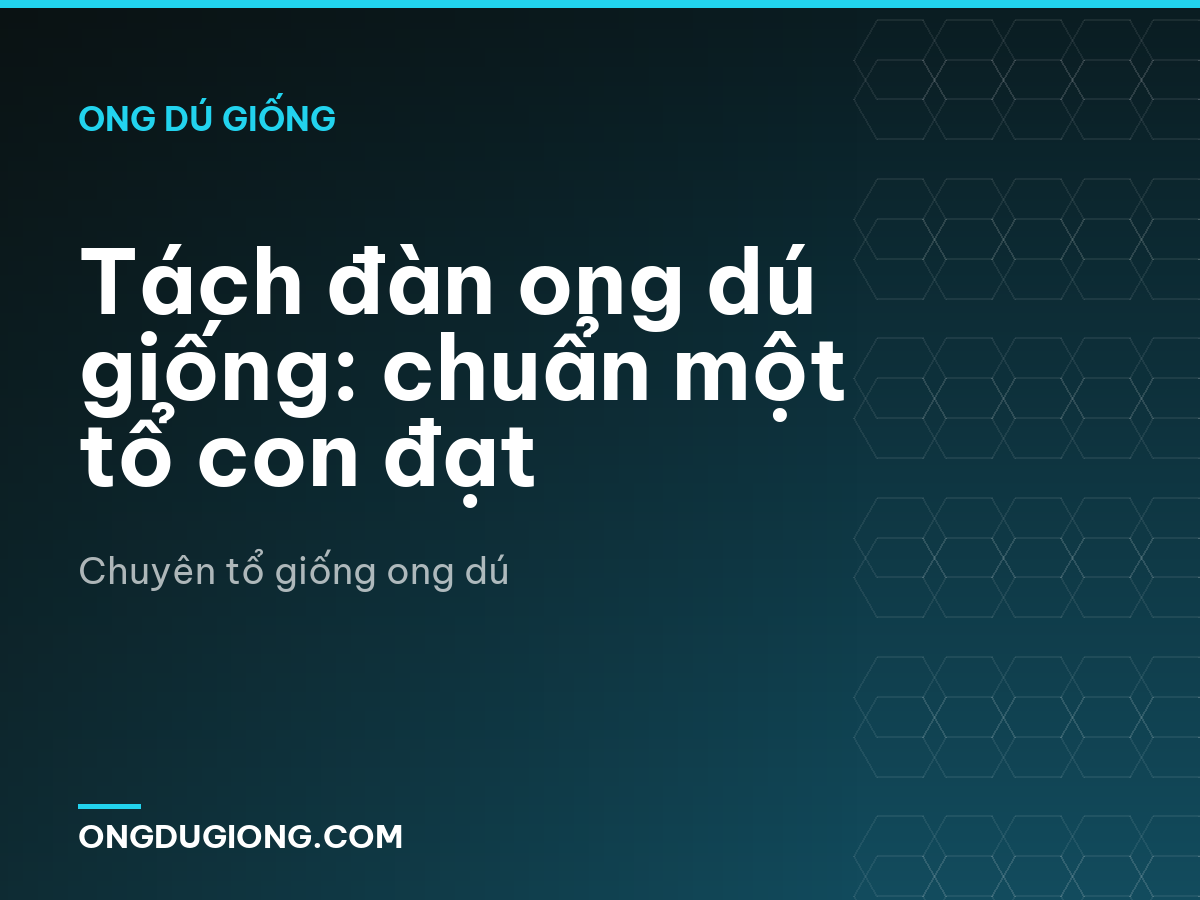 Tách đàn ong dú giống: chuẩn một tổ con đạt