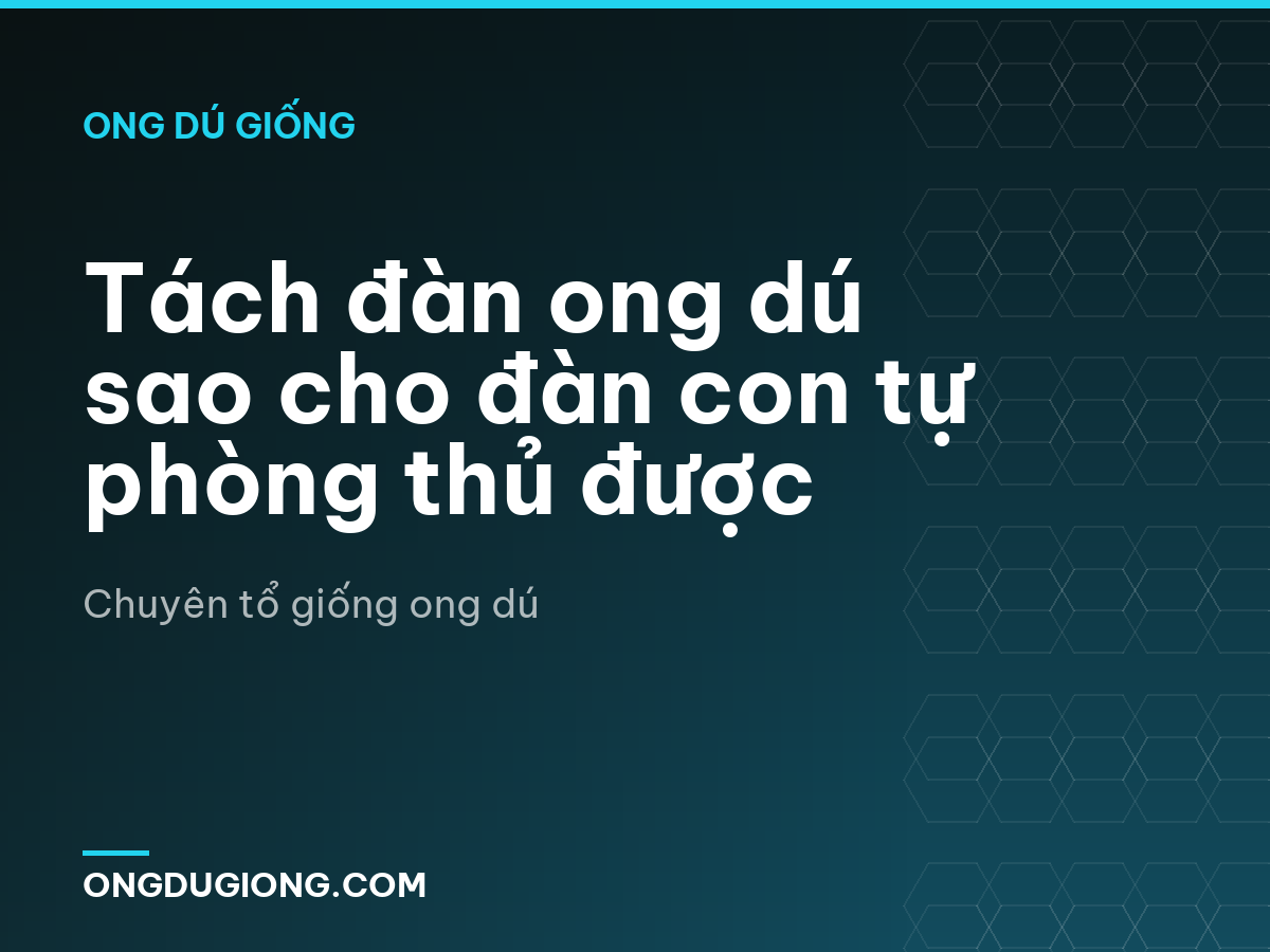 Tách đàn ong dú sao cho đàn con tự phòng thủ được