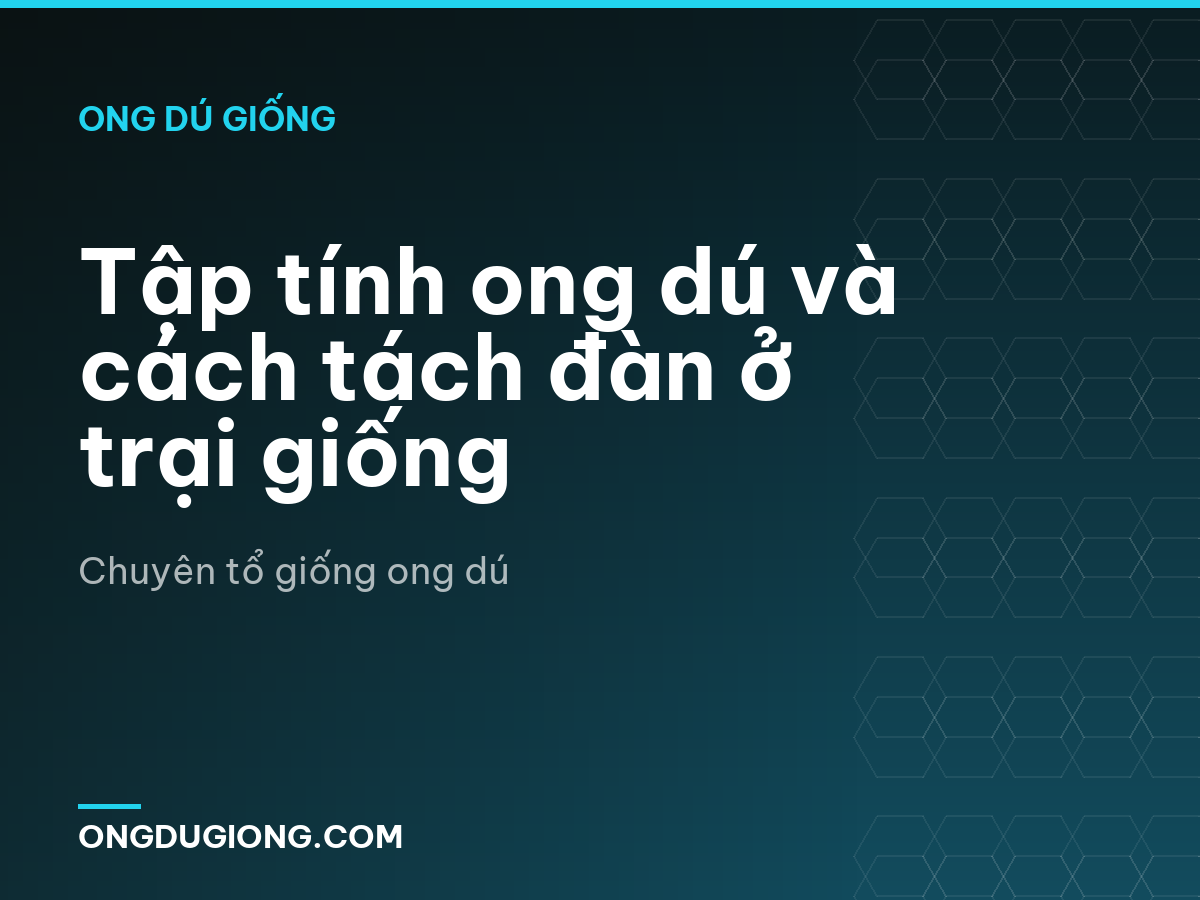 Tập tính ong dú và cách tách đàn ở trại giống