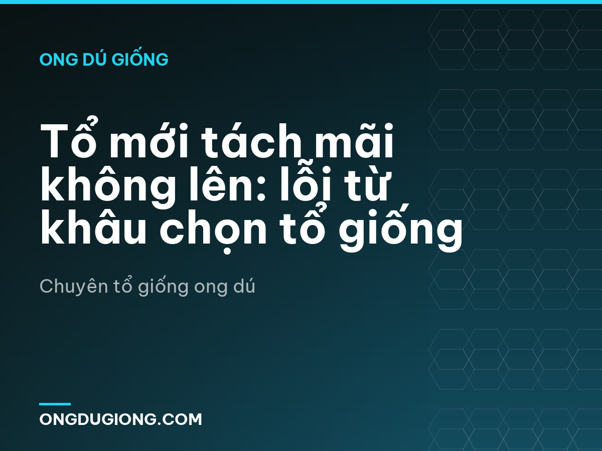 Tổ mới tách mãi không lên: lỗi từ khâu chọn tổ giống