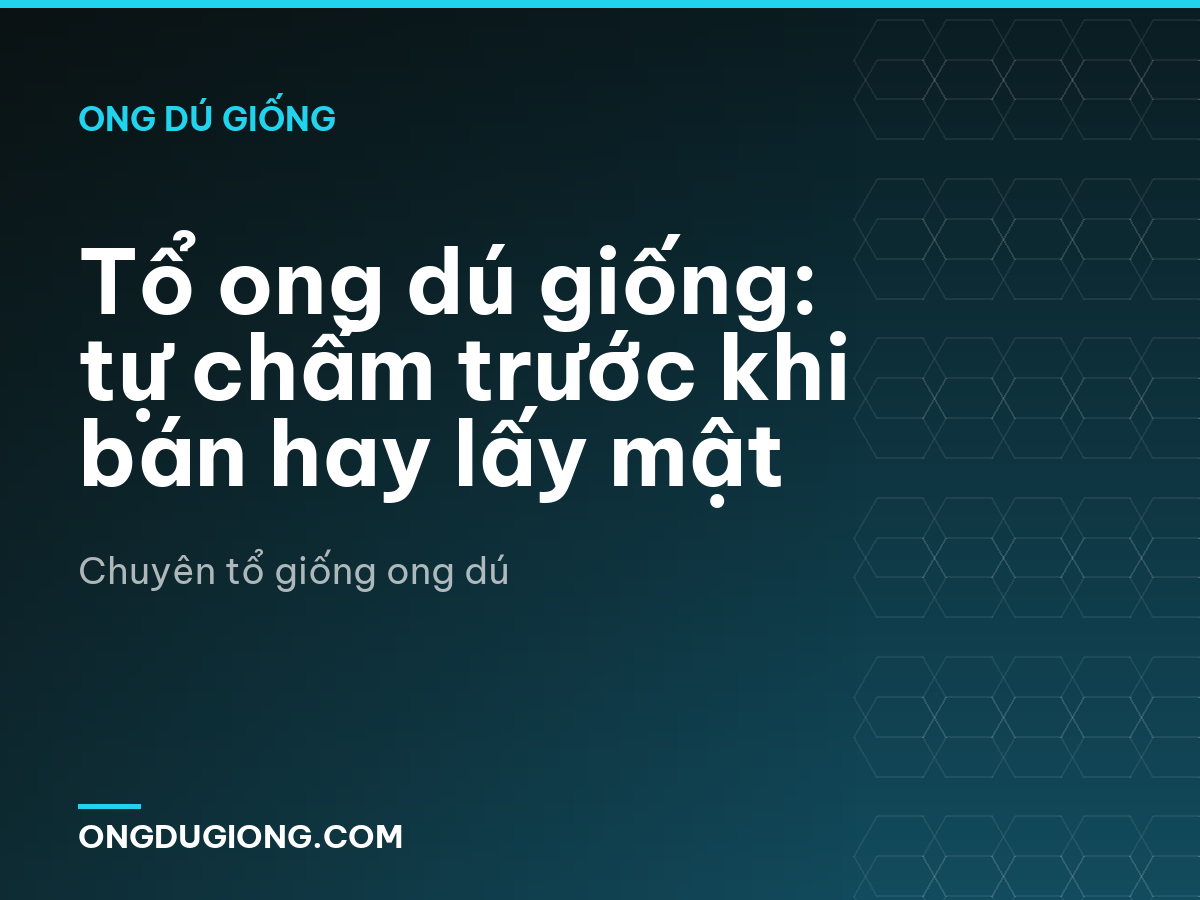 Tổ ong dú giống: tự chấm trước khi bán hay lấy mật