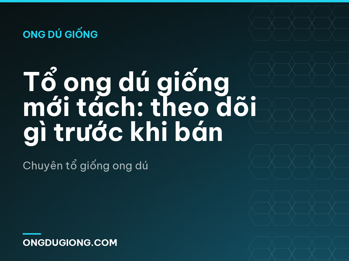 Tổ ong dú giống mới tách: theo dõi gì trước khi bán