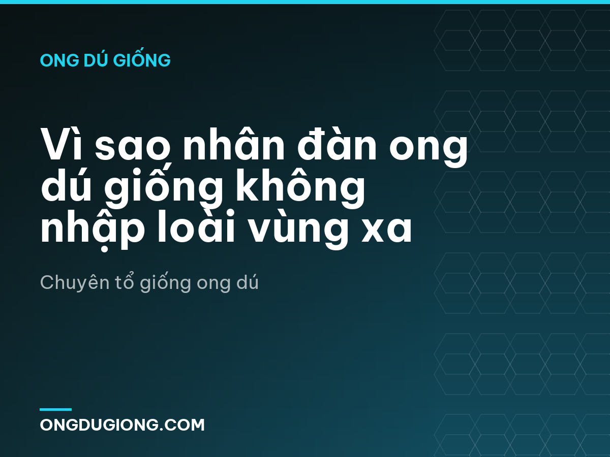 Vì sao nhân đàn ong dú giống không nhập loài vùng xa