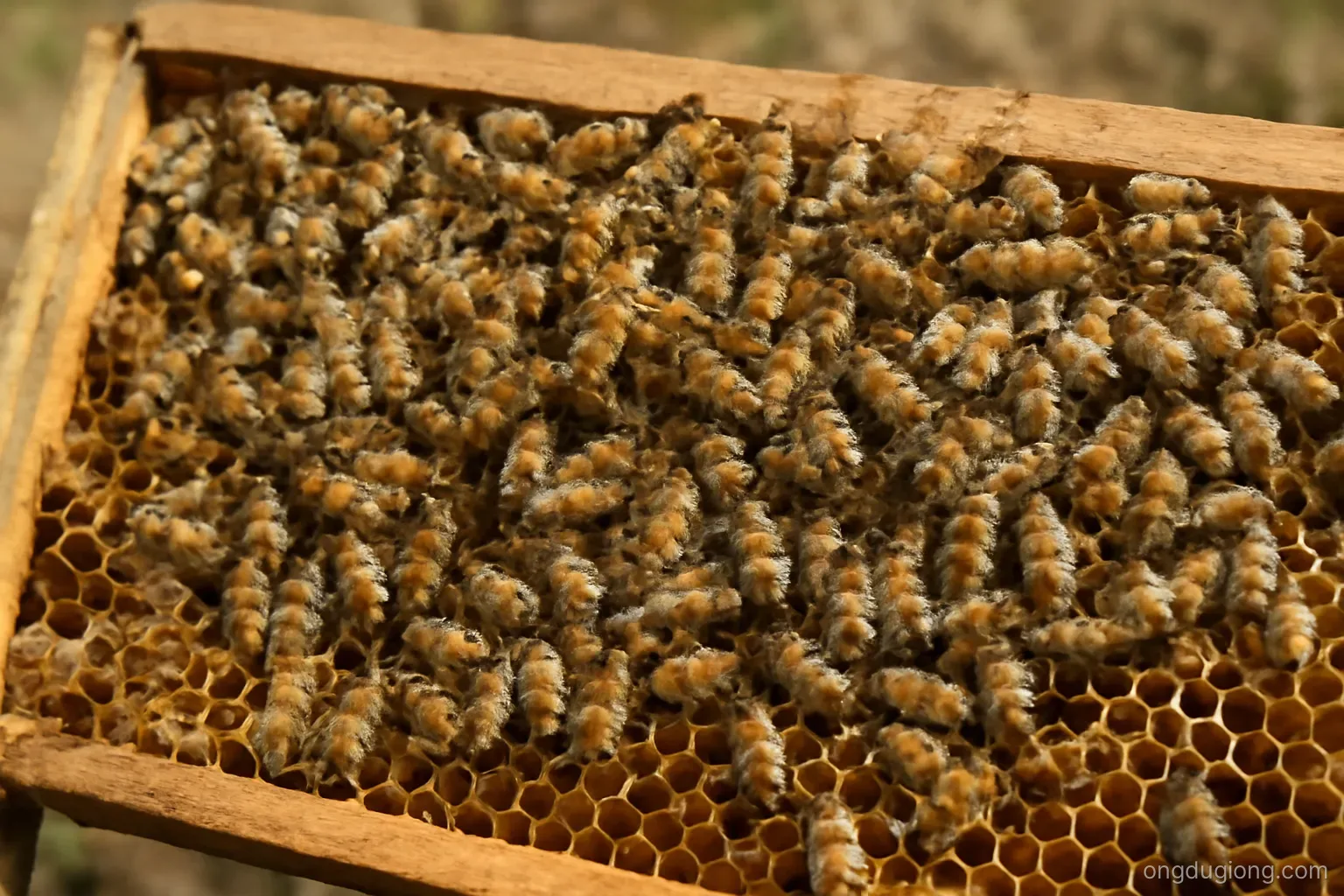 Ong dú Apis mellifera: Đánh giá tổ giống và chọn lọc chất lượng